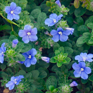 Evolvulus Dwarf Morning Glory